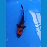 hi utsuri 17 cm