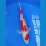kohaku 35 cm