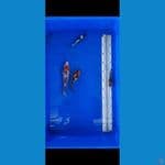 showa shiro 10-20 cm