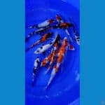 Paket mix 15 ekor 