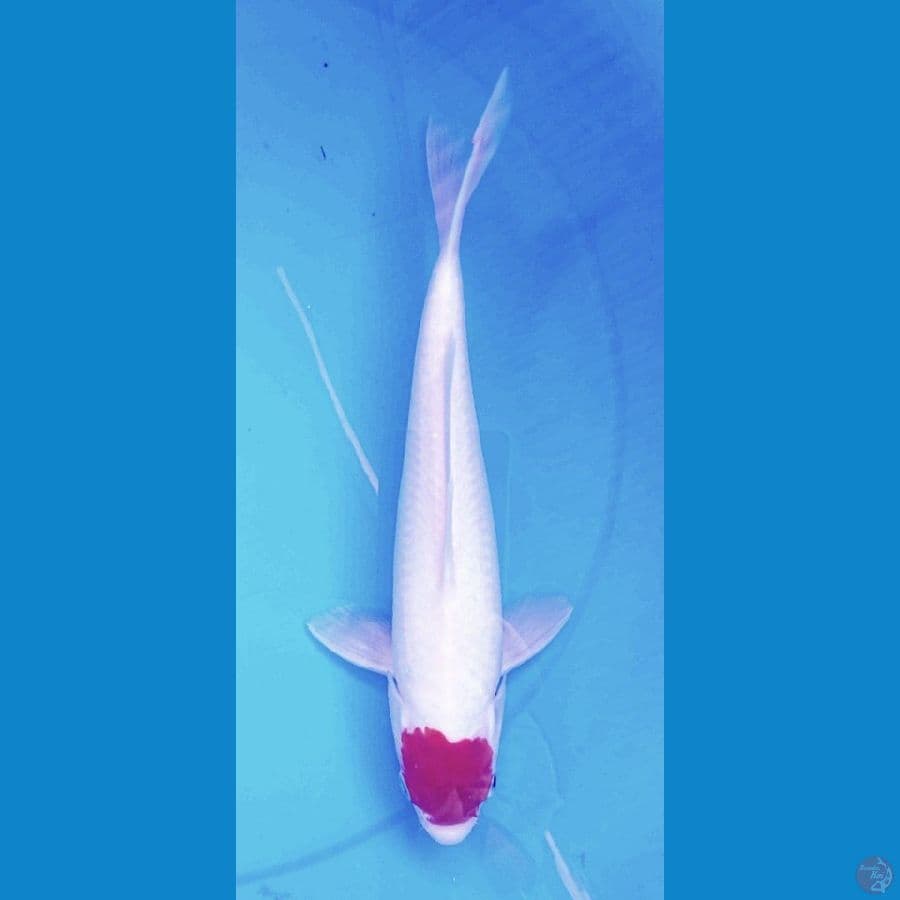 original tanco kohaku