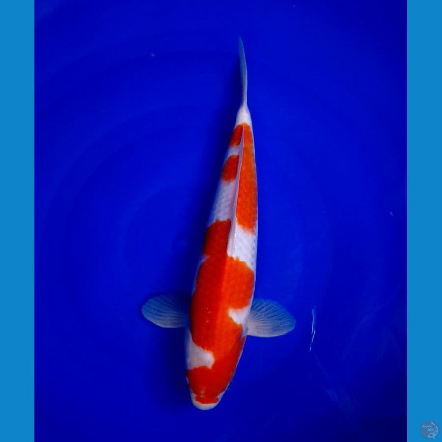 original kohaku male 35cm