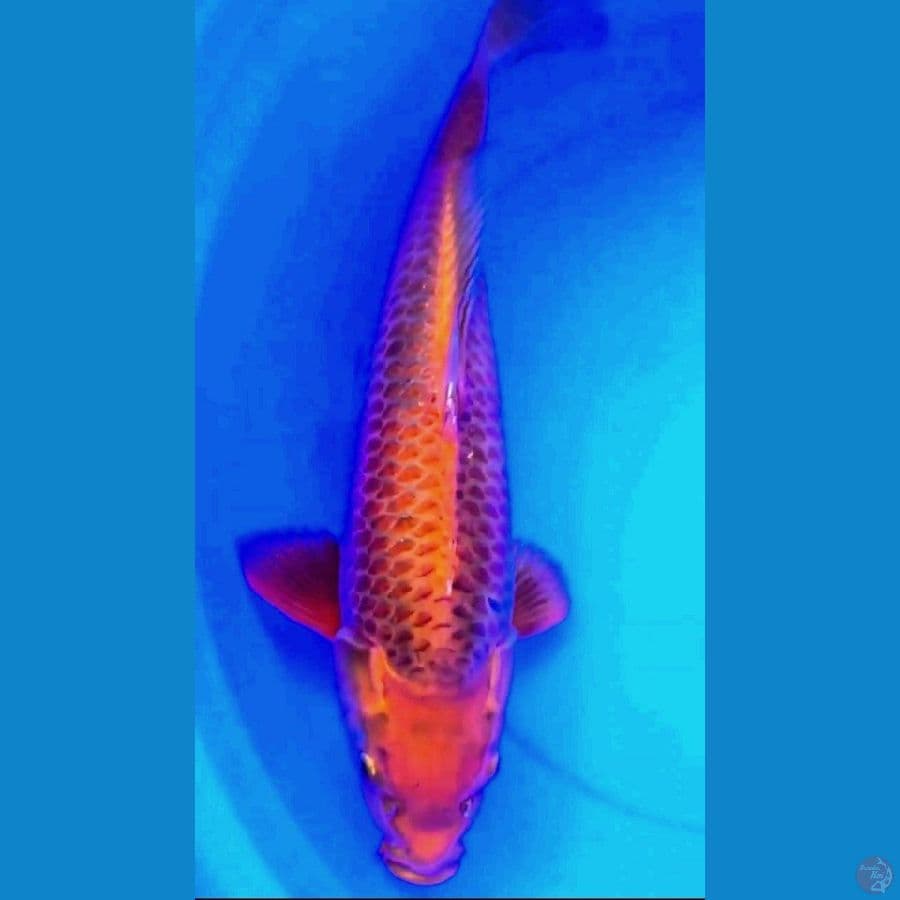karamel