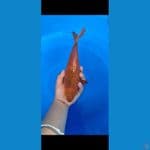 30cm ml