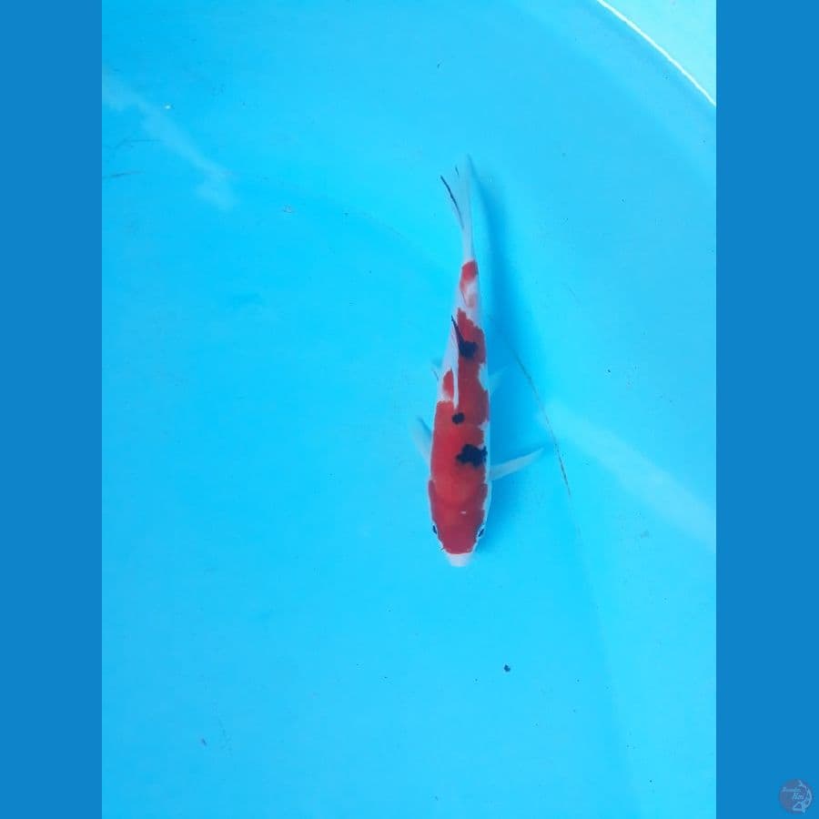sanke 17cm 