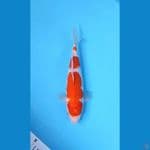 KOHAKU 27CM - FEMALE