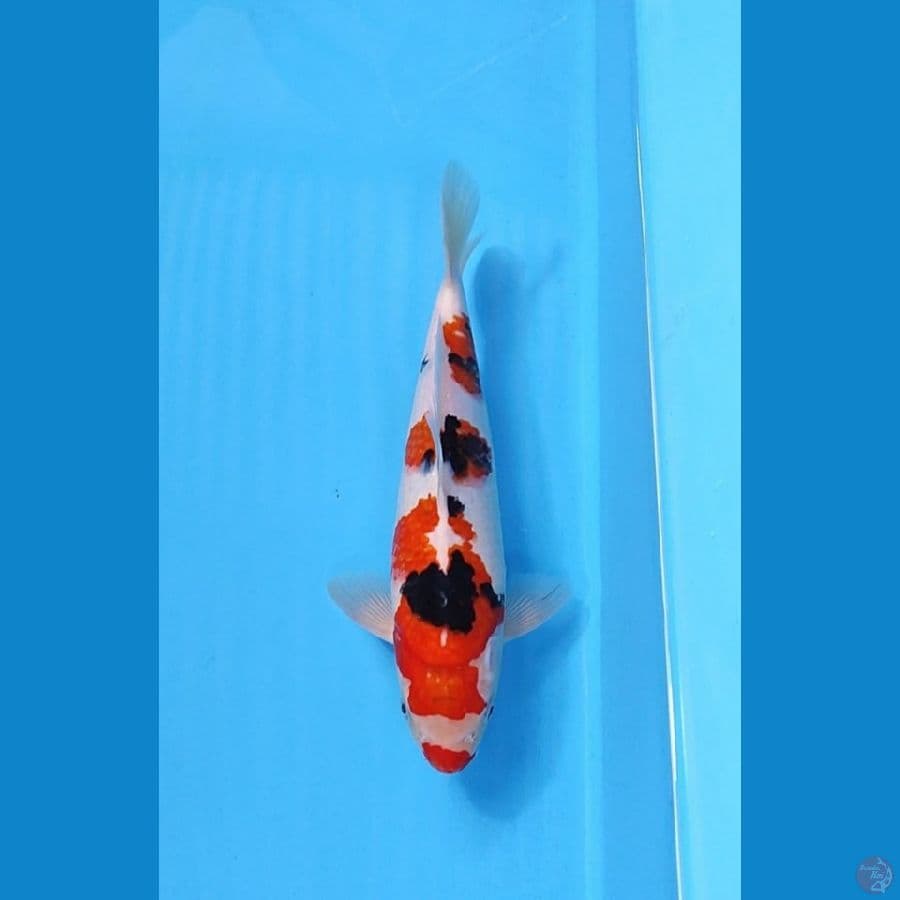 SANKE 29CM - FEMALE