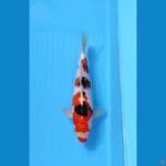 SANKE 29CM - FEMALE