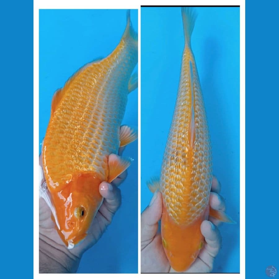 Caramel super mbulki