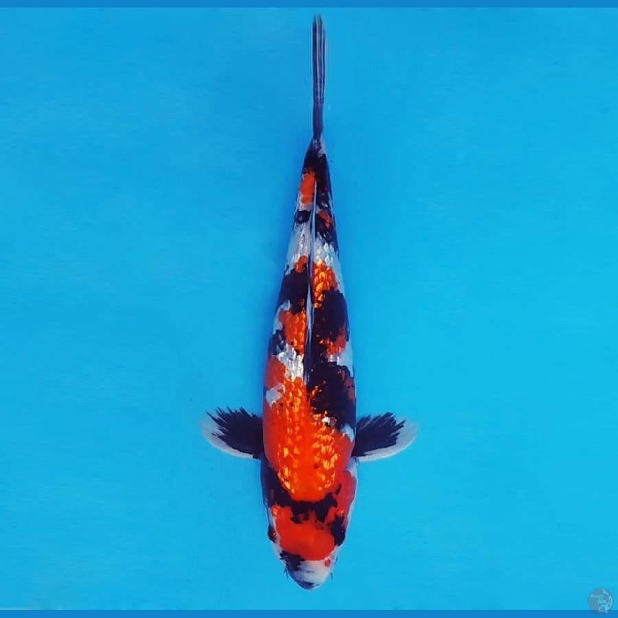 KENZEI 6 ~ Showa Evo Gin Rin 27 cm/male™,-