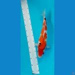 Showa 41cm Female