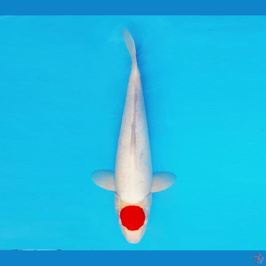 KENZEI 9 ~ Tancho 33 cm/male™,-