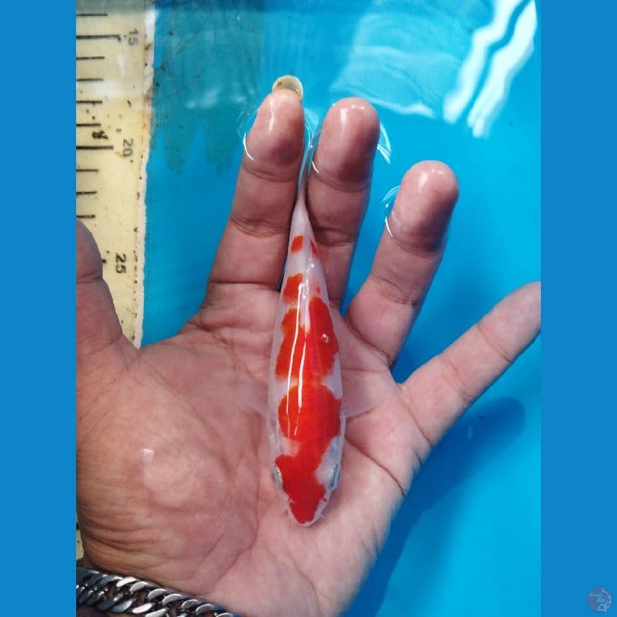 kohaku 13cm sq