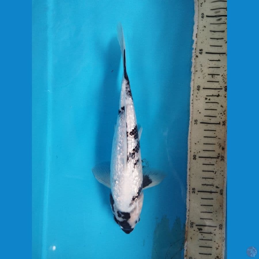 shiro ginrin 28cm