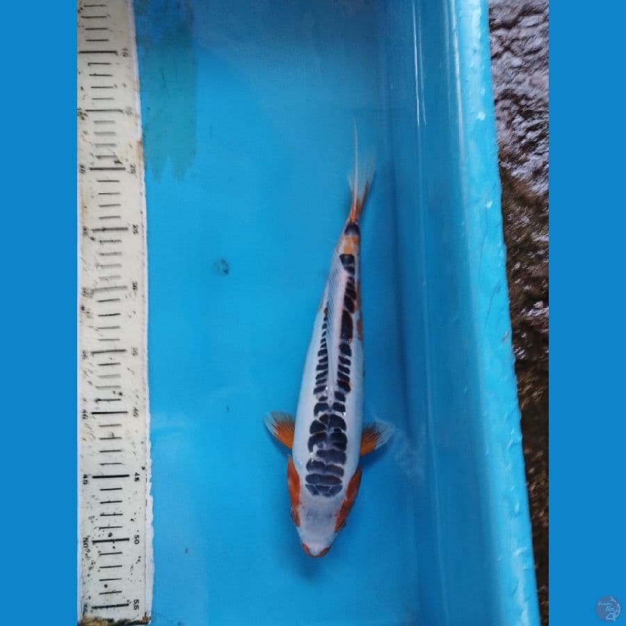 shusui line yamaju f34cm