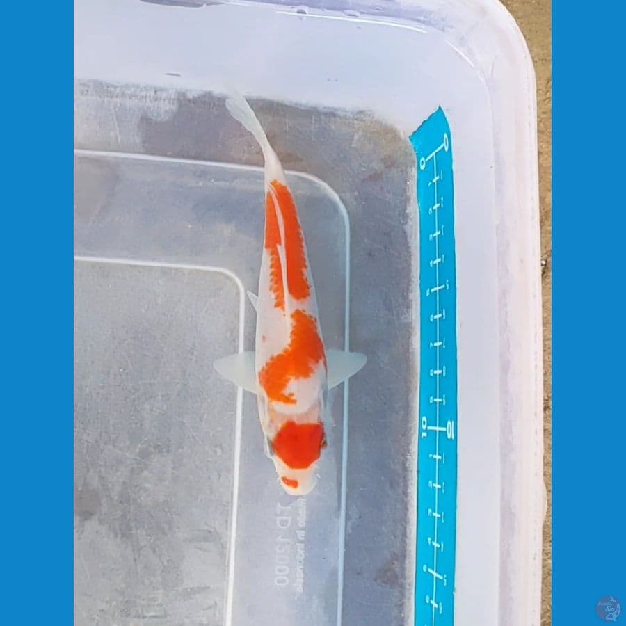 kohaku ori 15 cm
