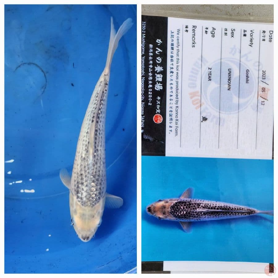 31cm Import Serti Goshiki