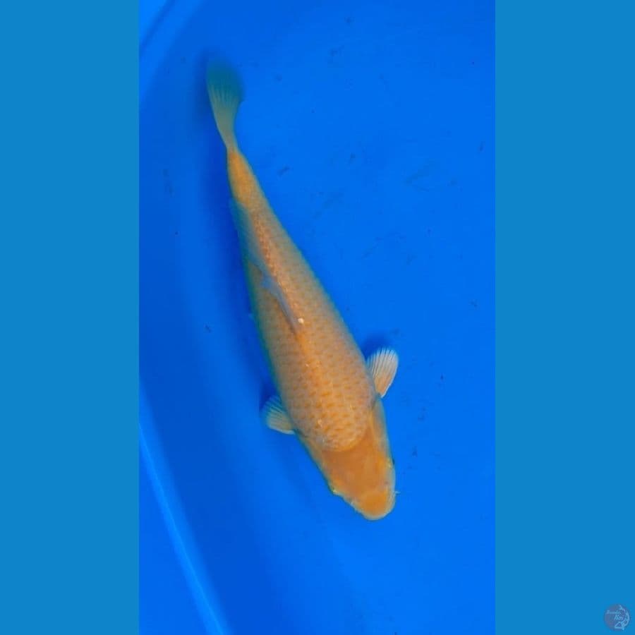 Kawarimono 33cm