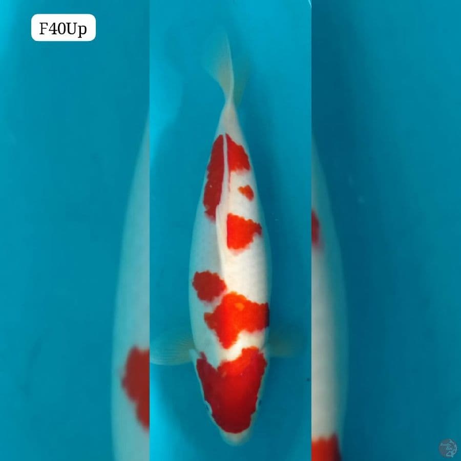 super kohaku