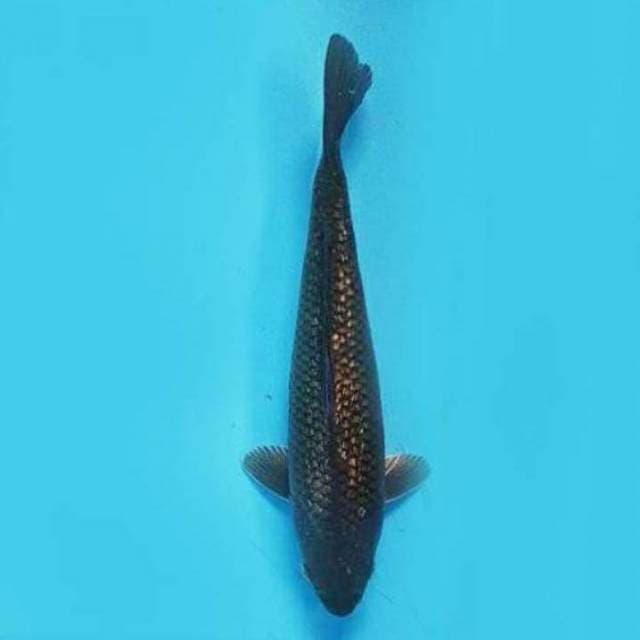 Saragoi gindrim 25cm