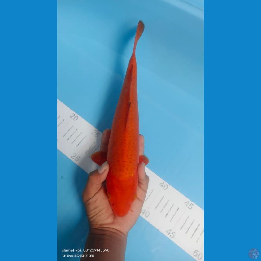 benigoi 32cm jantan