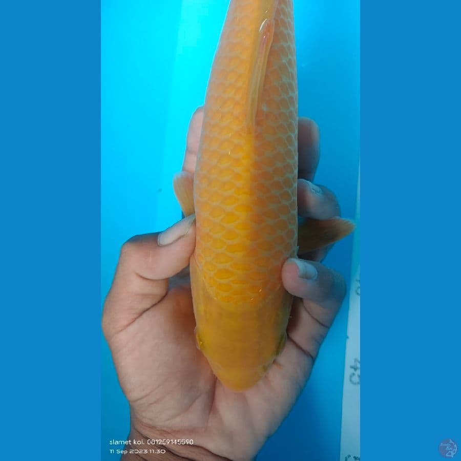 karasi 28cm jantan