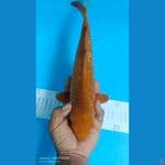 karamel ginrin 32cm jantan