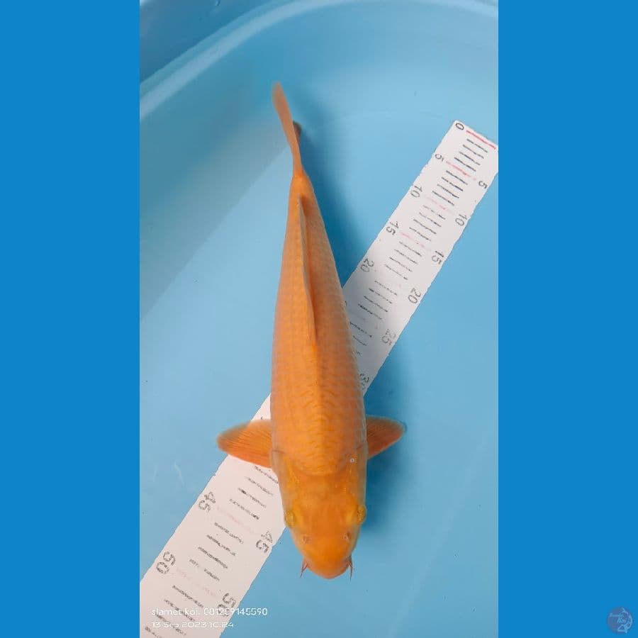 karasi 43cm jantan