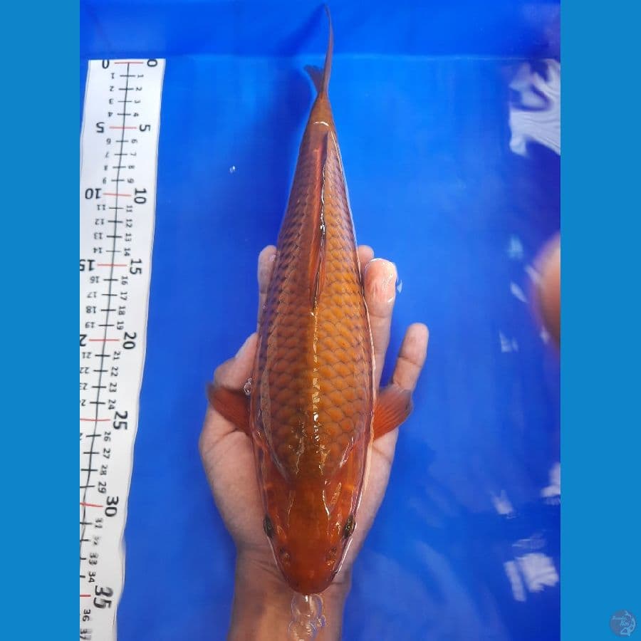 chagoi 31cm