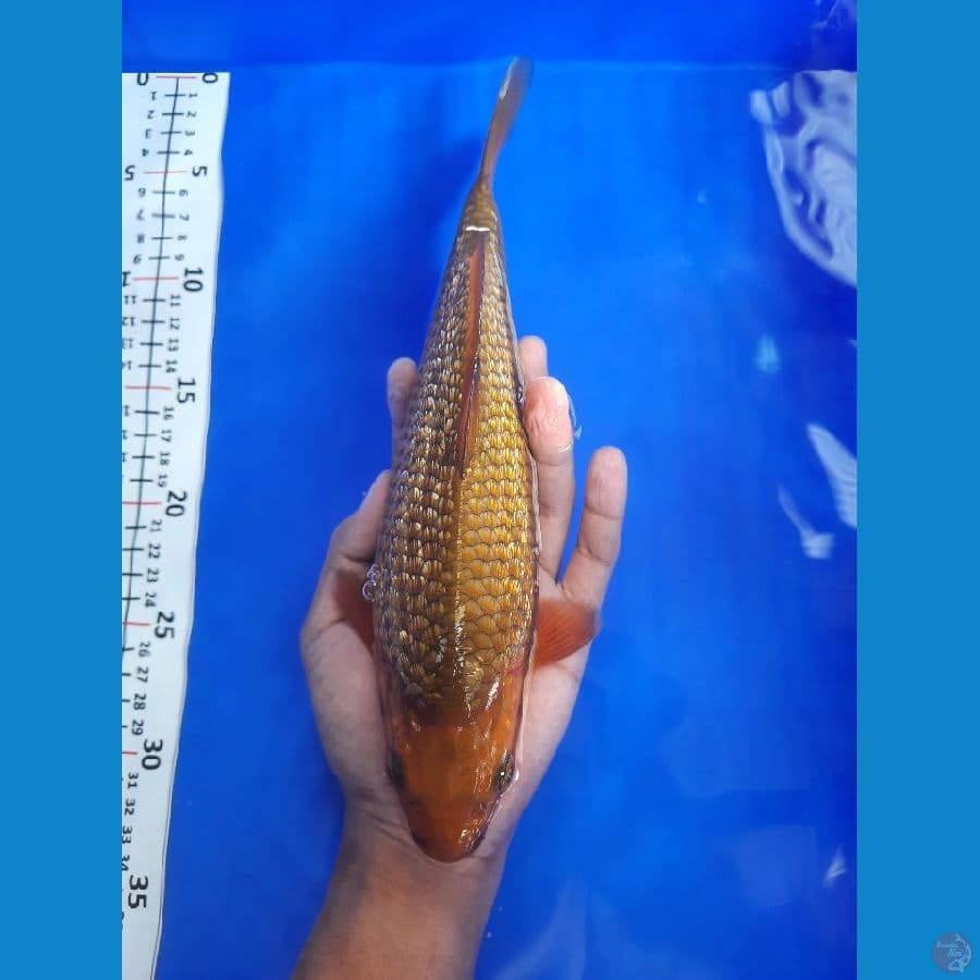 chagoi 28cm