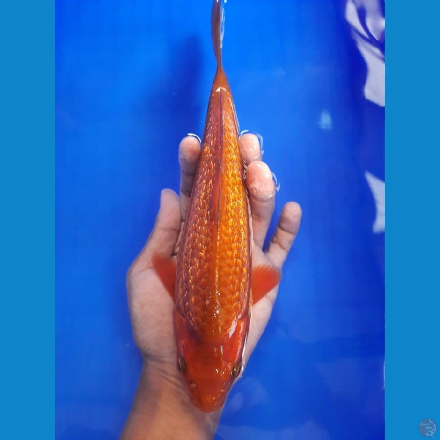 chagoi 26cm