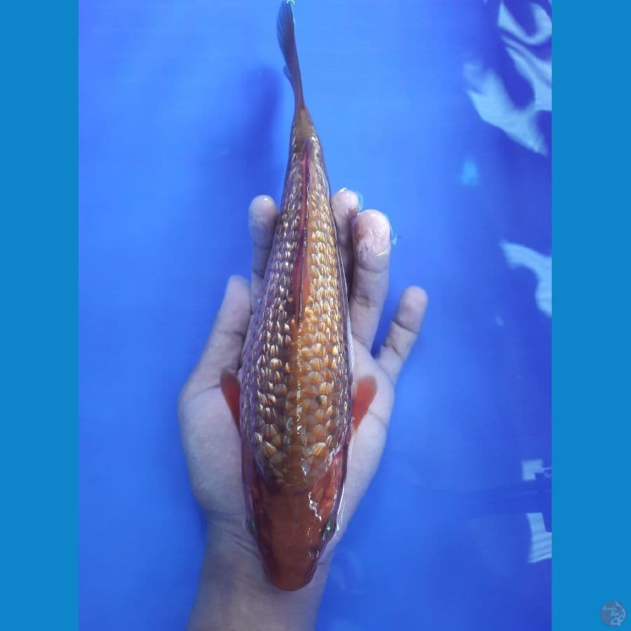 chagoi 26cm