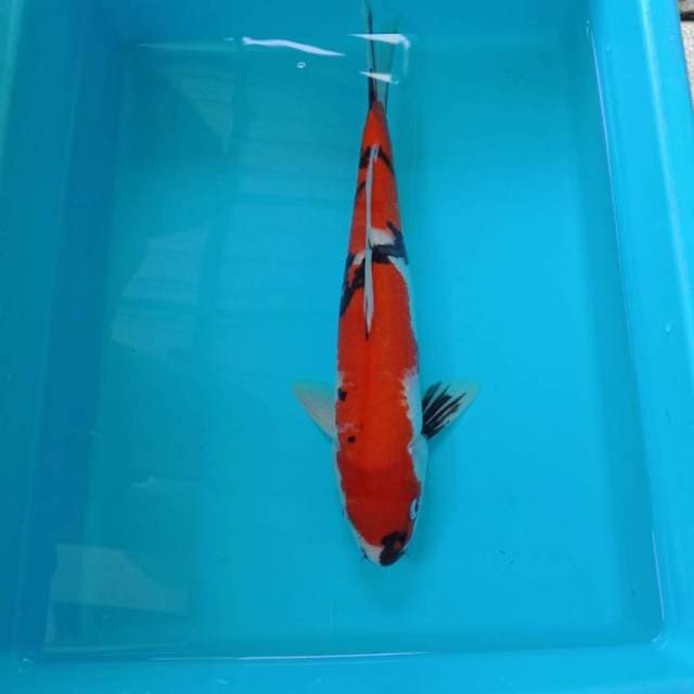 Showa 35 cm male