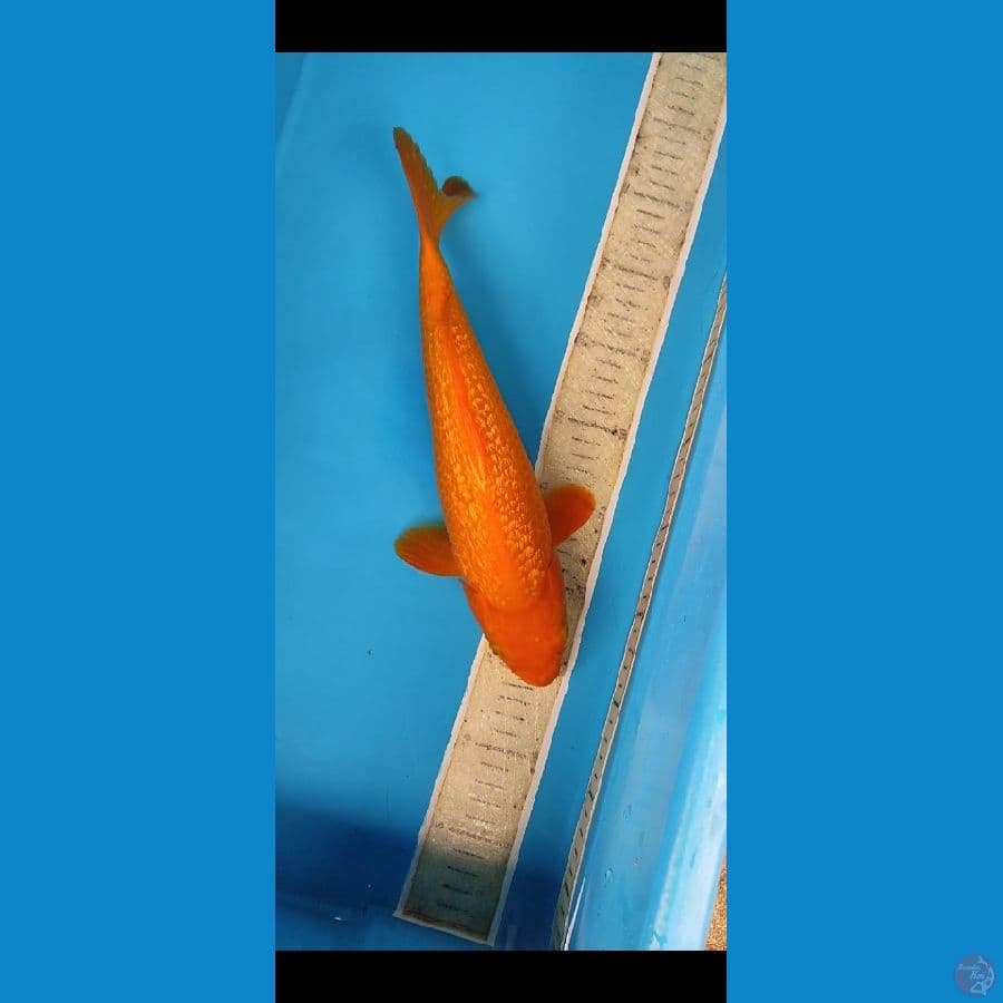 red karasi gindrin cm35 bu