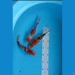 sanke 22 cm