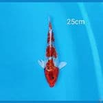 original kujaku 25cm