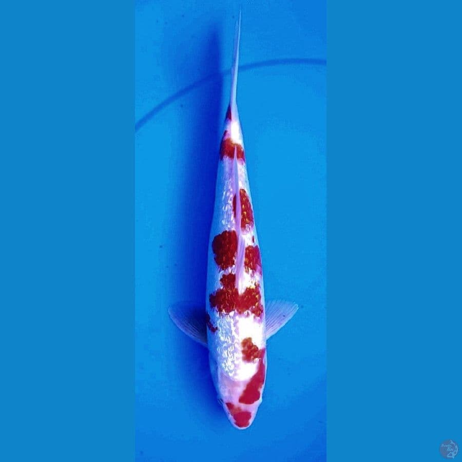 kohaku gindrin