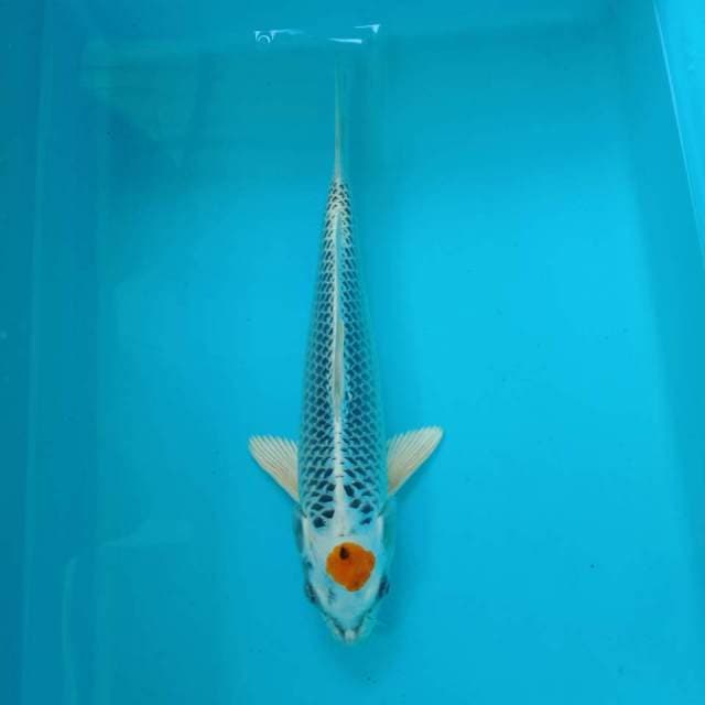 Tancho kujaku 30 cm 