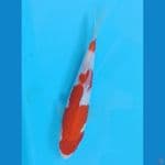 kohaku 19 cm