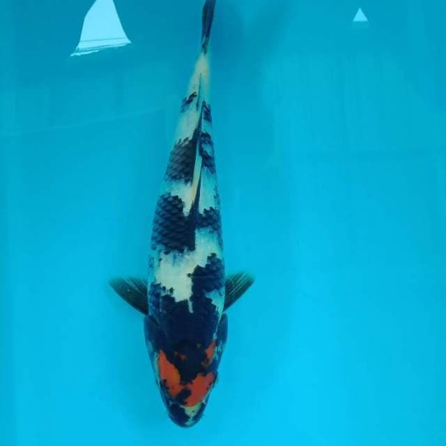 Tanco showa 28 cm male