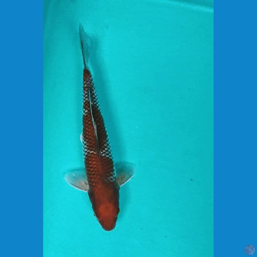 OCHIBA 27CM MALE