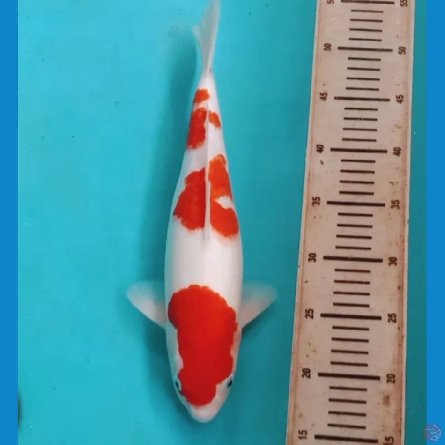 kohaku 36cm