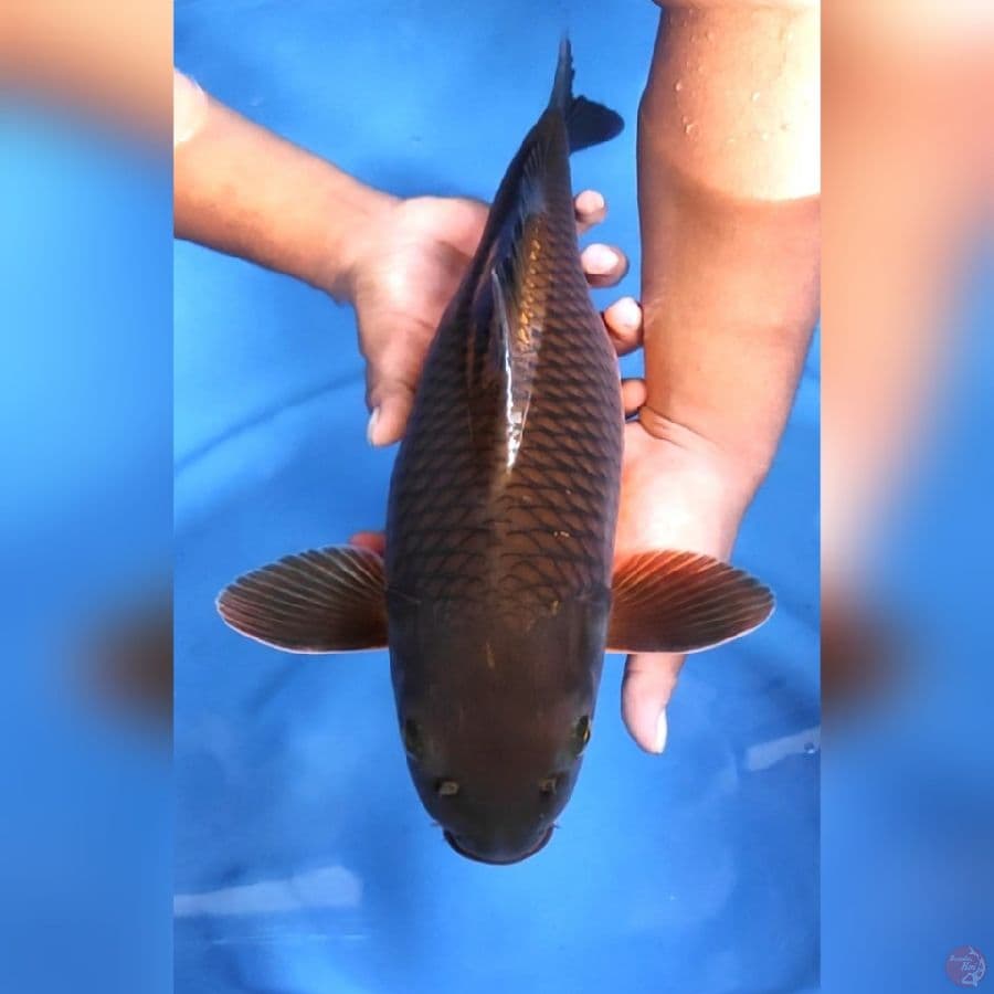 BLACK CHAGOI # 45CM - F