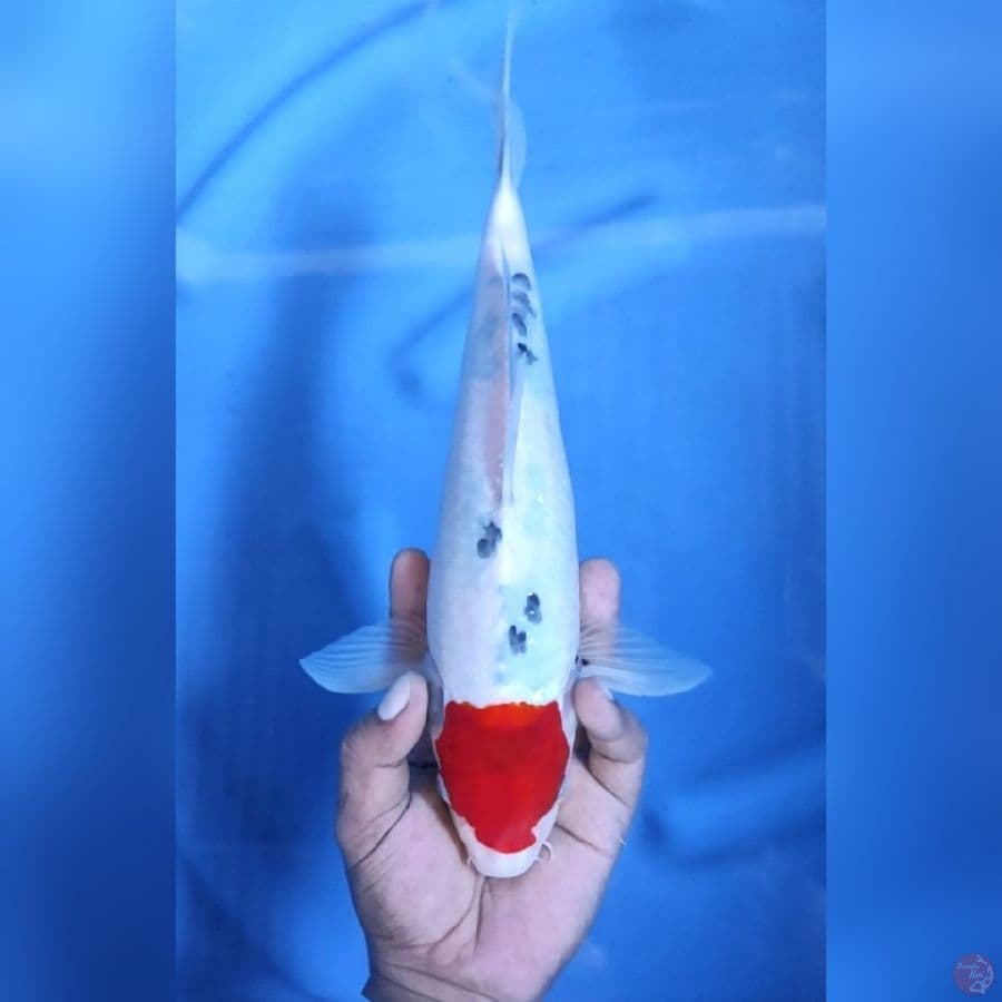 TANCHO SHOWA TATEGOI # 33CM -F