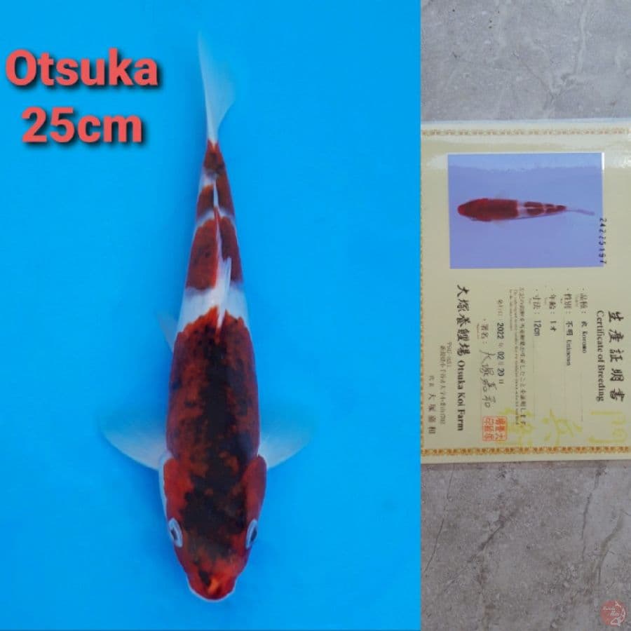 OTSUKA GOROMO 25CM SERTI