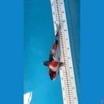 showa red 30 cm 