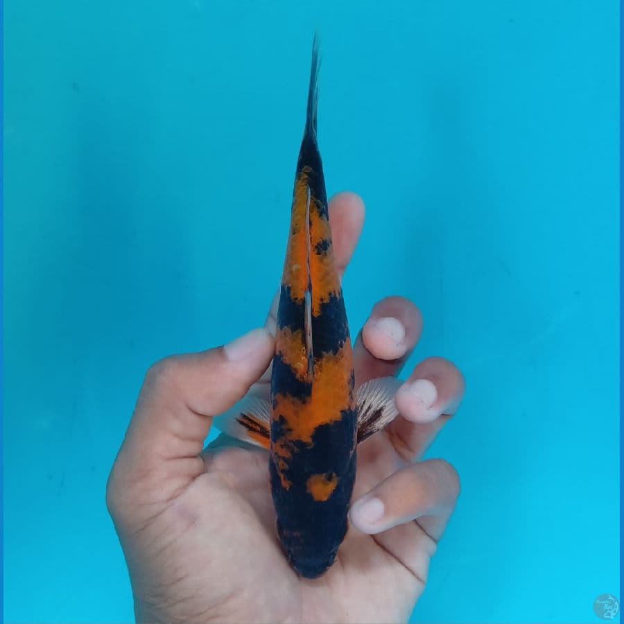 HIKARI UTSURIMONO 15CM