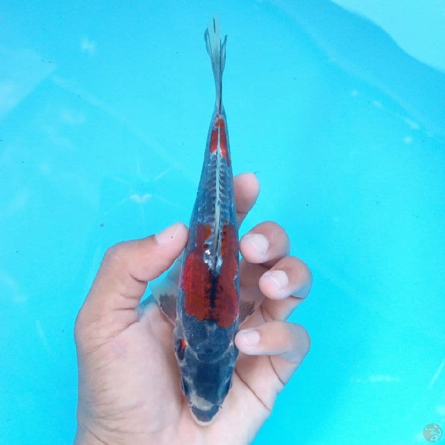 BENI KIKO 18CM
