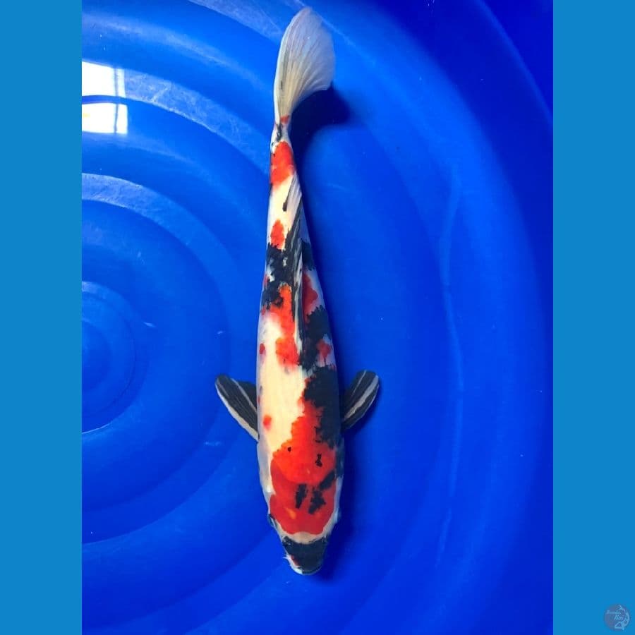 showa jantan red 41 cm