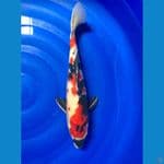 showa jantan red 41 cm